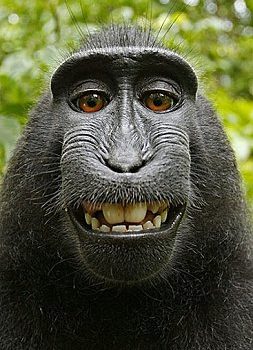 L'affaire du singe-photographe - Droit et Photographie